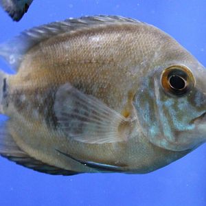 Uaru amphiocanthoides