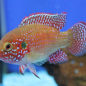 Hemichromis lifalili