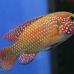 Hemichromis lifalili