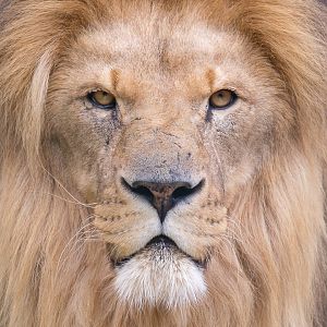 Lion : WHF Big Cat Sanctuary : 21 Jul 2017