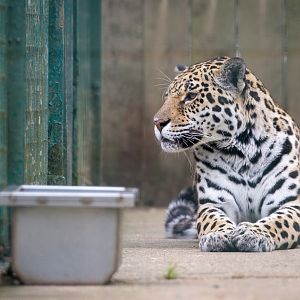 Jaguar : WHF Big Cat Sanctuary : 21 Jul 2017