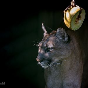 Puma : WHF Big Cat Sanctuary : 21 Jul 2017