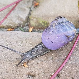 Garden snail - Cornu aspersum