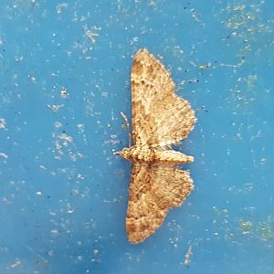 Double-striped pug - Gymnoscelis rafifasciata