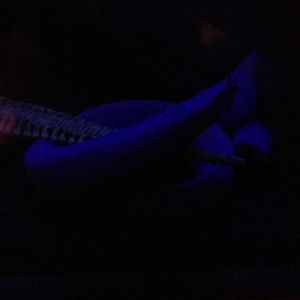 Broad-gilled Hagfish (Eptatretus cirrhatus)