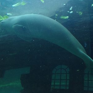 Dugong (Dugong dugon)