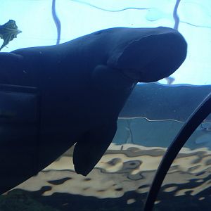 Dugong (Dugong dugon)