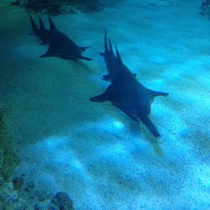 Smalltooth Sawfish (Pristis pectinata)