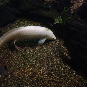 Queensland Lungfish (Neoceratodus forsteri)