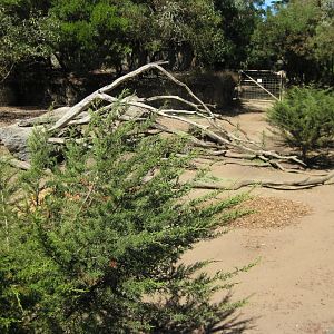 Chacoan Peccary Exhibit