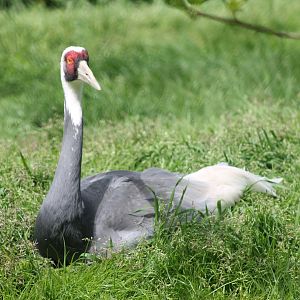 White-necked crane