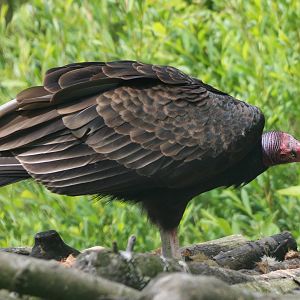 Turkey vulture