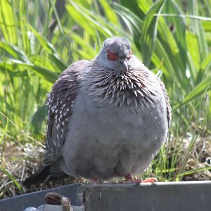 Speckled pigeon