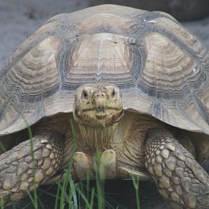African spurred tortoise