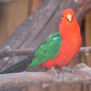 King parrot