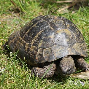 European tortoise