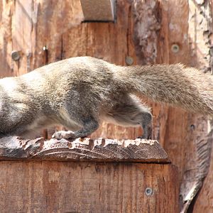 Pere Davids squirrel