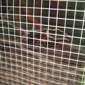 Blåvand Zoo - Tropical house - Python exhibit