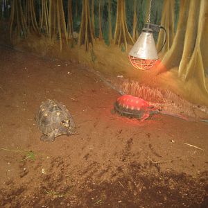 Blåvand Zoo - Tropical house - Red-footed tortoise exhibit