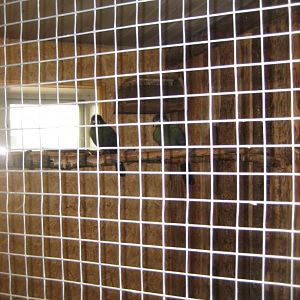 Blåvand Zoo - Tropical house - Turaco aviary