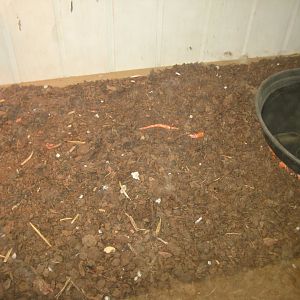 Blåvand Zoo - Tropical house - Corn snake exhibit