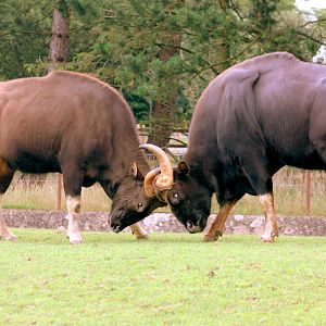Gaur (father & son); Whipsnade; 29th July 2017