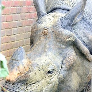 Indian rhinoceros; Whipsnade; 29th July 2017