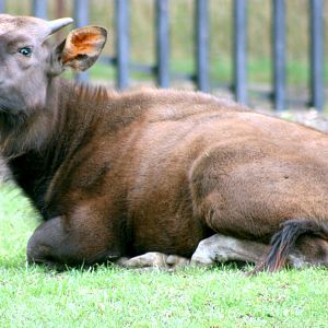 Young gaur; Whipsnade; 29th July 2017