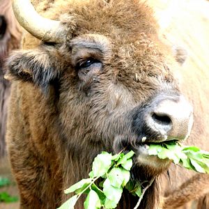 European bison; Whipsnade; 29th July 2017