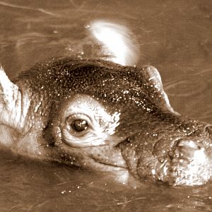 Hippopotamus calf; Whipsnade; 29th July 2017