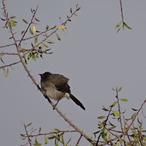Issen - Common bulbul