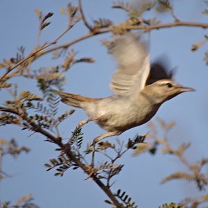 Issen - Rufous-tailed scrub-robin