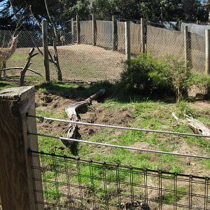 Giant anteater exhibit