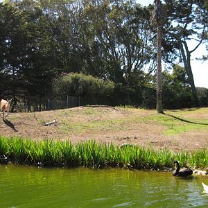 Puente Al Sur and running guanaco