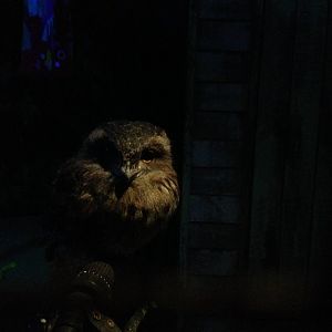 Tawny Frogmouth (Podargus strigoides)