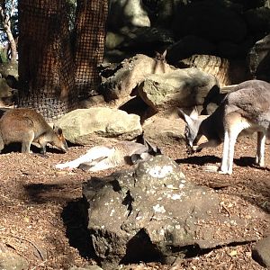 Swamp Wallaby (Wallabia bicolor) & Red Kangaroo (Macropus rufus)