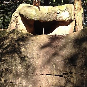 Brush-tailed Rock-wallaby (Petrogale penicillata)