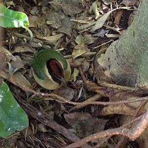 Noisy Pitta (Pitta versicolor)
