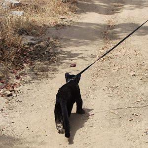 leopard cub for a walk