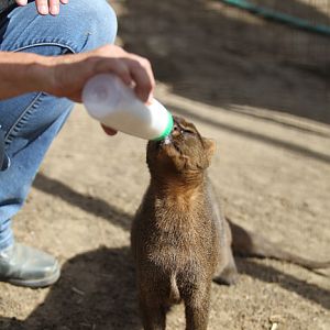 jaguarundi getting treat