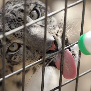 snow leopard getting treat