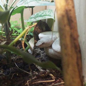 Philippine pit viper (white morph)