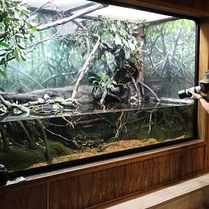 tentacled snake exhibit (with my cousin)