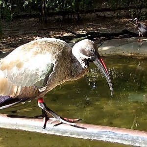 Jacksonville Zoo Hadada Ibis - YouTube