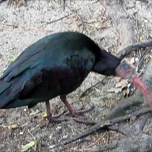 Jacksonville Zoo Northern Bald Ibis - YouTube