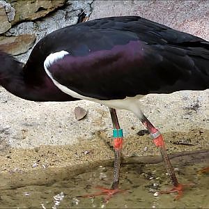 Jacksonville Zoo Abdim's Stork - YouTube