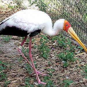 Jacksonville Zoo Yellow Billed Stork - YouTube
