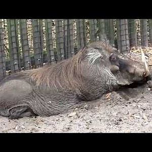 Jacksonville Zoo Warthog - YouTube