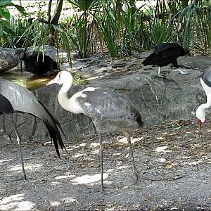 Jacksonville Zoo Wattled Crane - YouTube