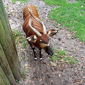 Jacksonville Zoo Bongo - YouTube